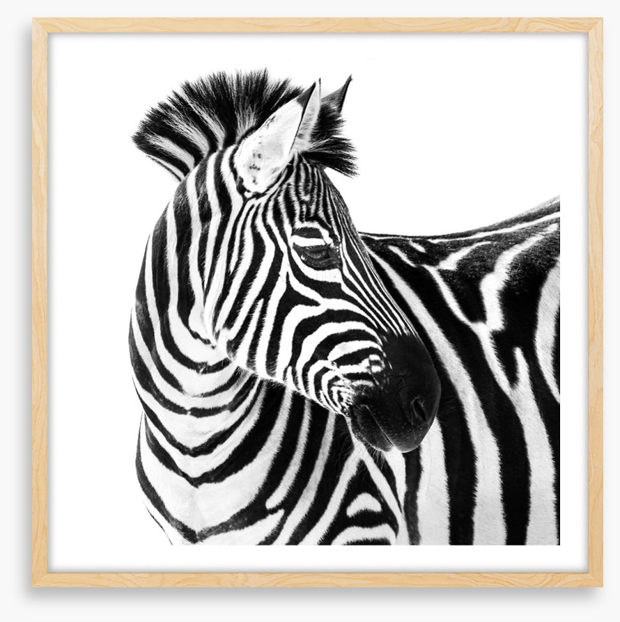 Up close and zebra