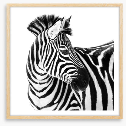 Up close and zebra