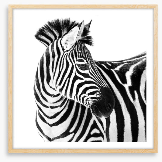 Up close and zebra