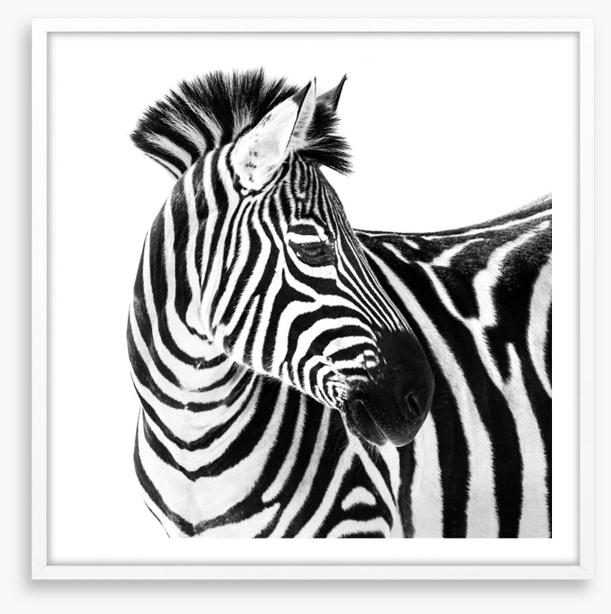 Up close and zebra