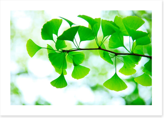 Leaves