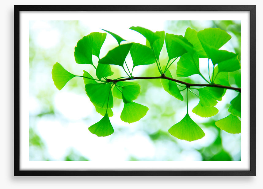 Leaves