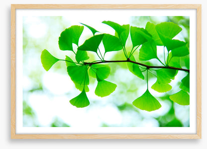 Leaves