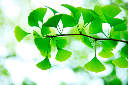 Leaves