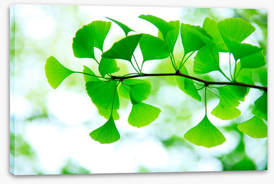 Leaves