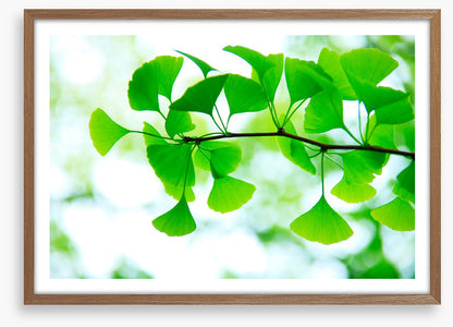 Leaves