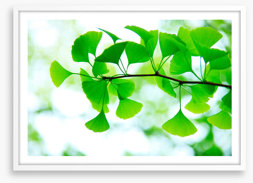 Leaves