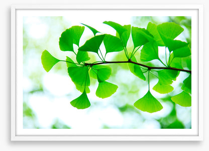 Leaves