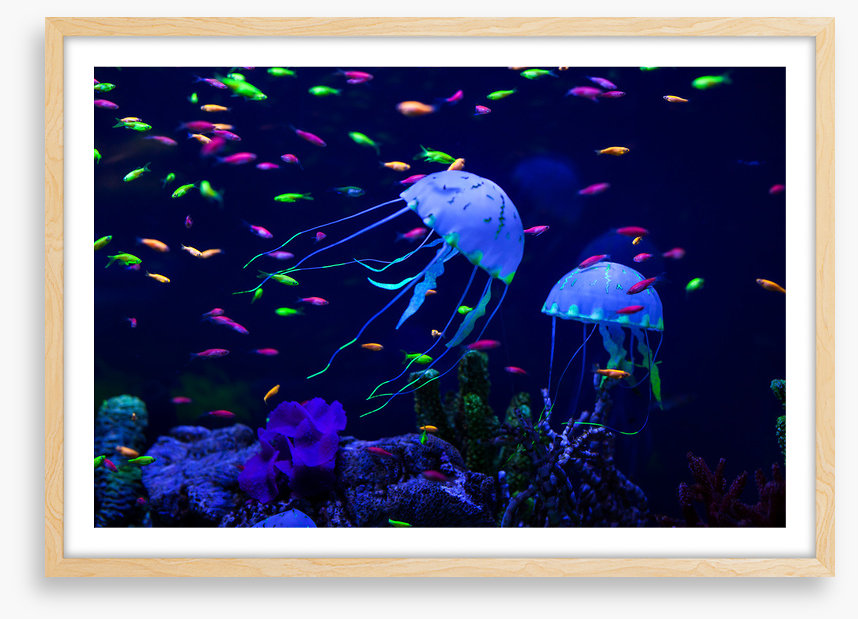 Jellyfish party