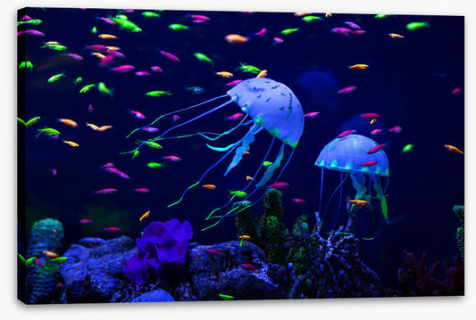 Jellyfish party