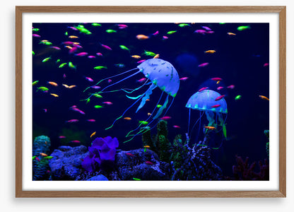 Jellyfish party