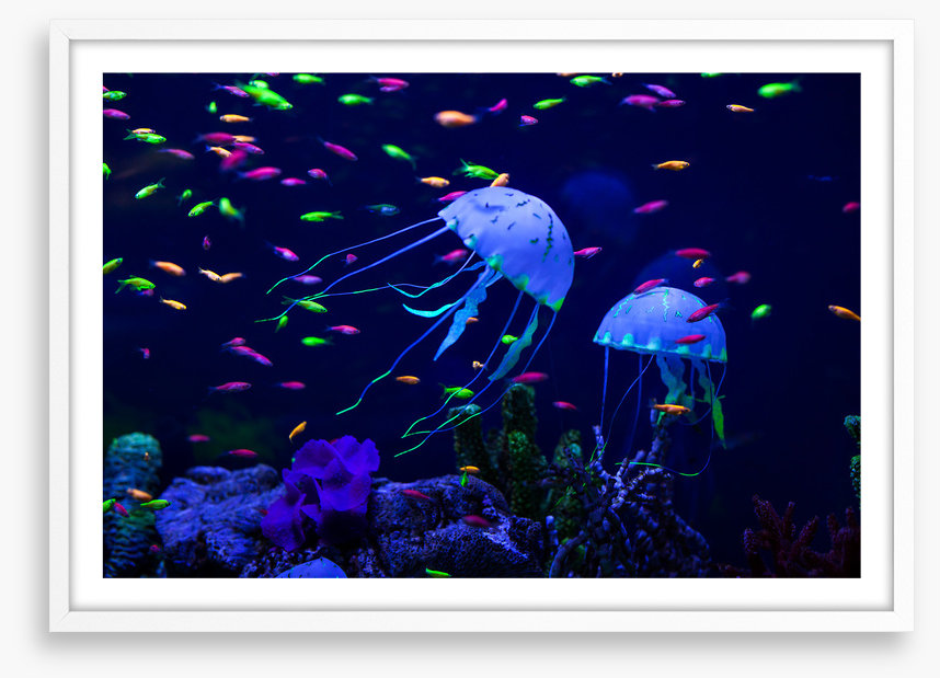 Jellyfish party