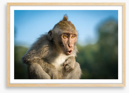Mammals