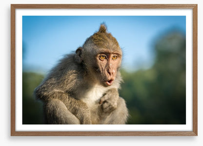 Mammals