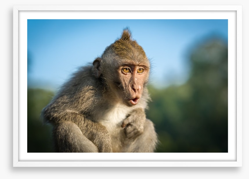 Mammals