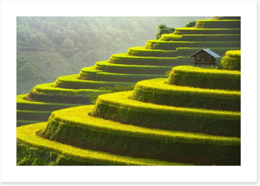 Mu Cang Chai rice terrace, Vietnam