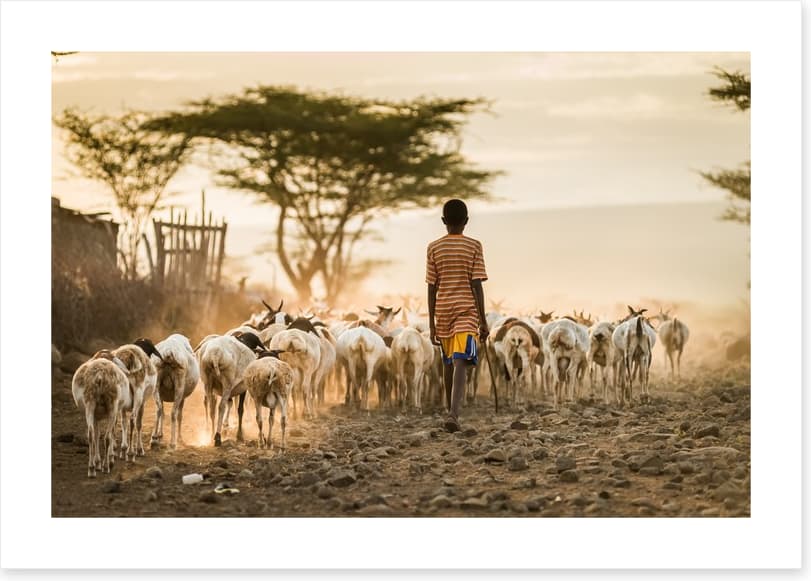 Hometime herd