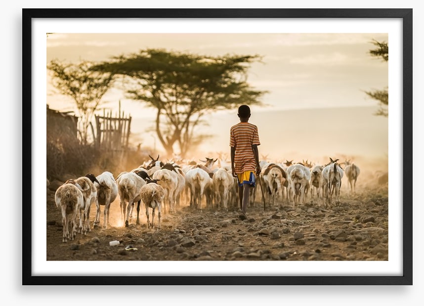Hometime herd
