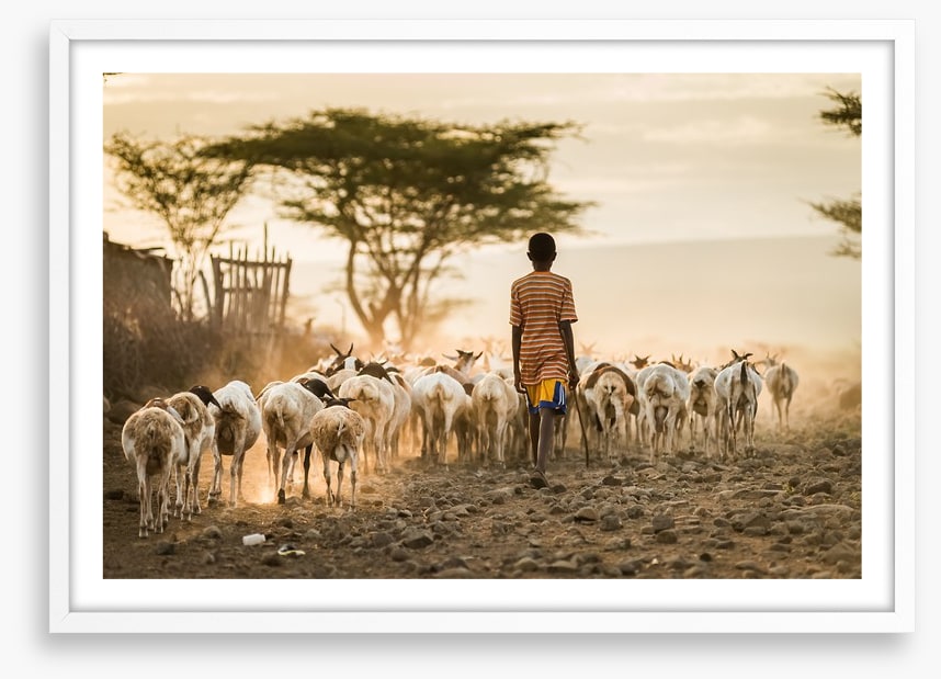 Hometime herd