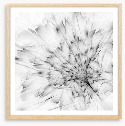Monochrome bloom