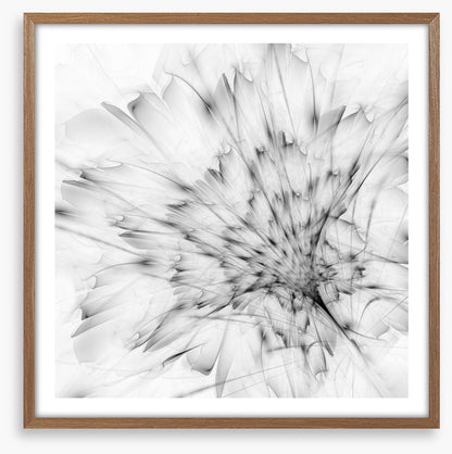 Monochrome bloom