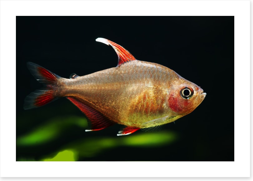 Fish / Aquatic