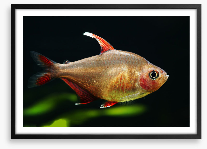 Fish / Aquatic