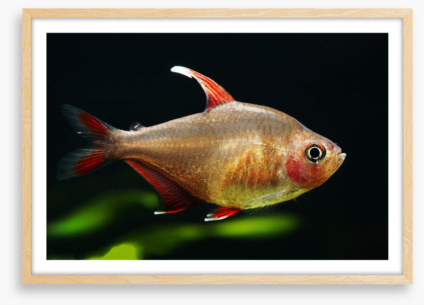 Fish / Aquatic
