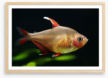 Fish / Aquatic