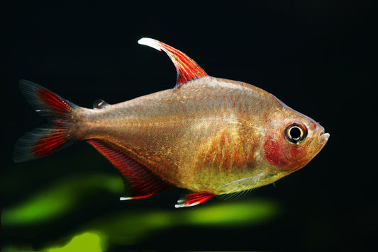 Fish / Aquatic
