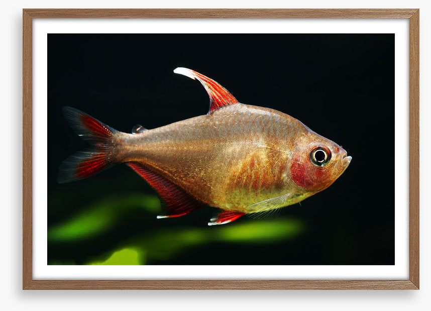 Fish / Aquatic