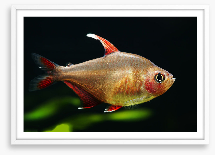Fish / Aquatic