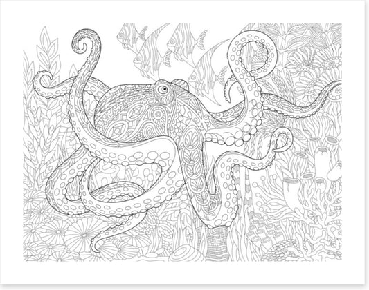 Colour me octopus