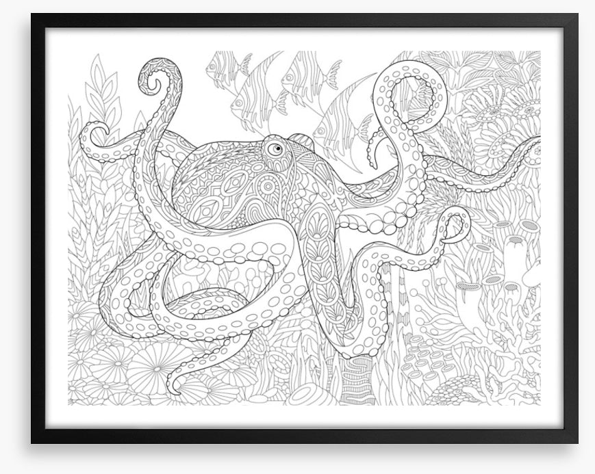 Colour me octopus