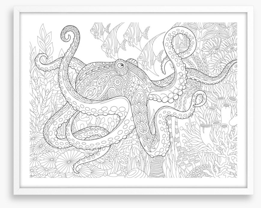 Colour me octopus