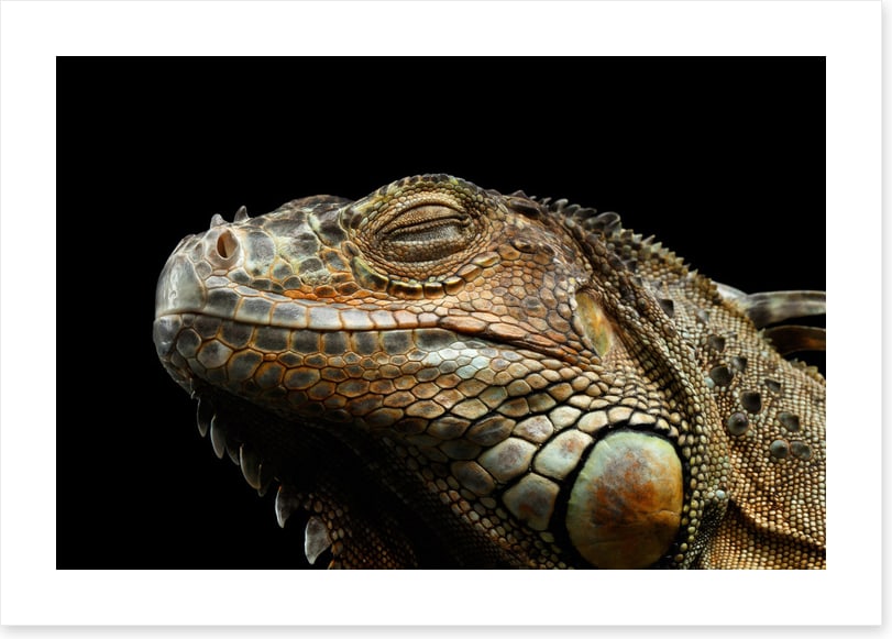 Iguana snooze