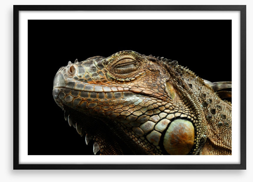 Iguana snooze