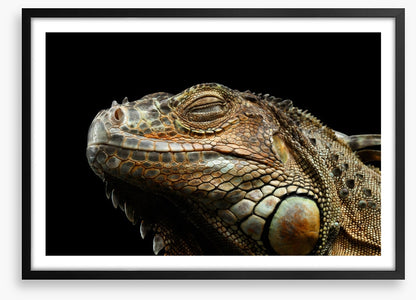 Iguana snooze