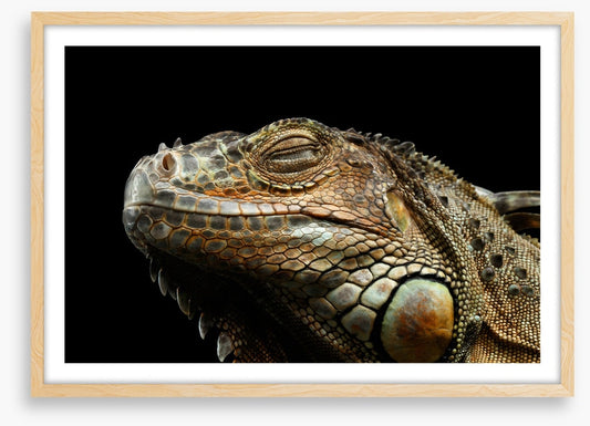 Iguana snooze