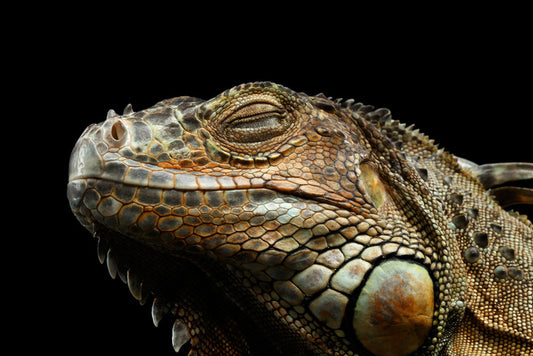 Iguana snooze