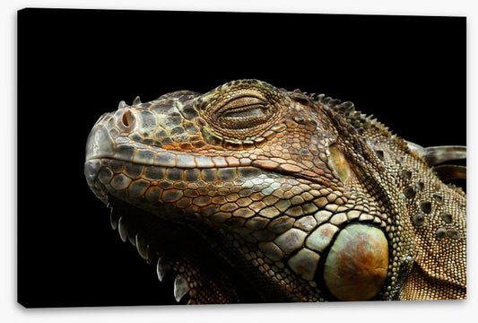 Iguana snooze