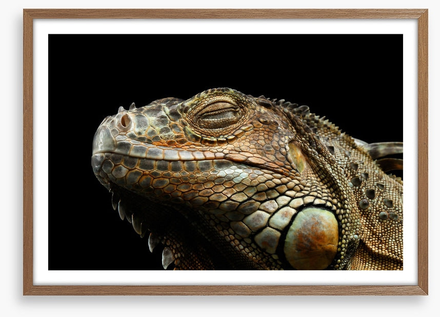Iguana snooze