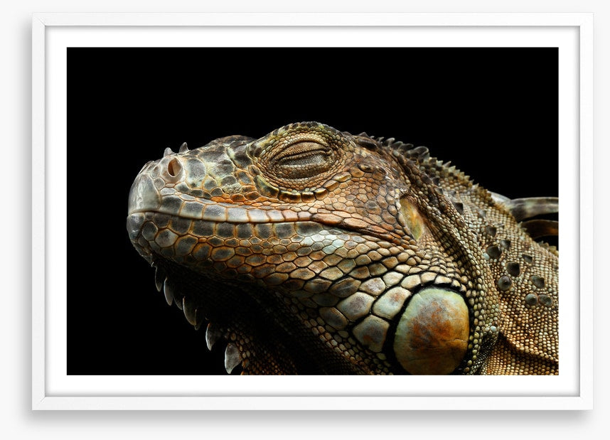 Iguana snooze