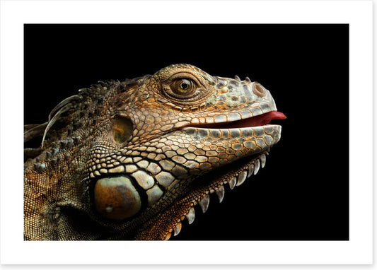 Iguana lick
