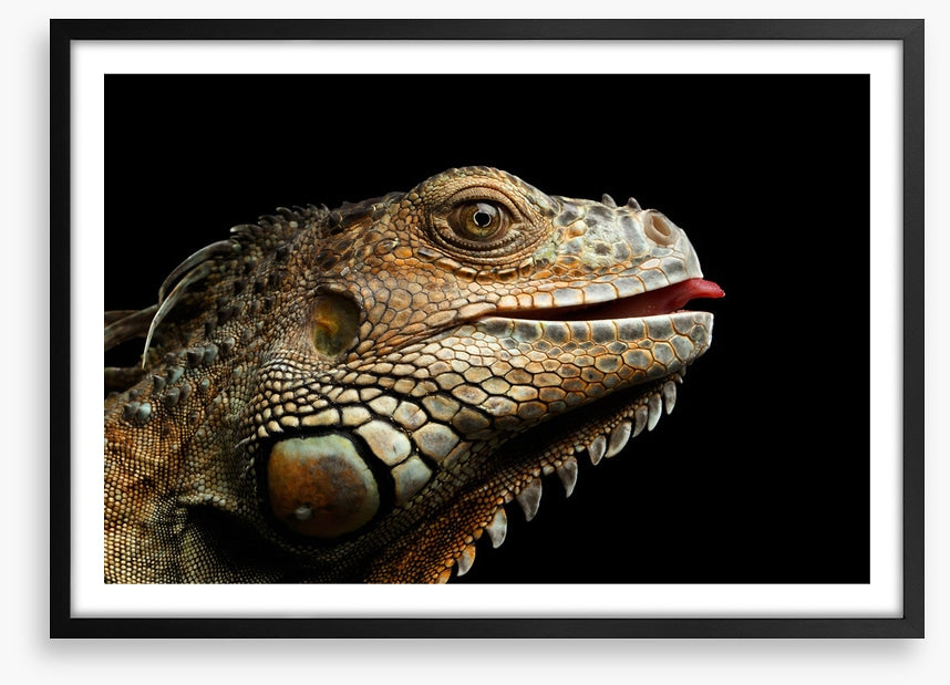 Iguana lick