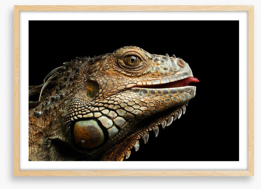 Iguana lick