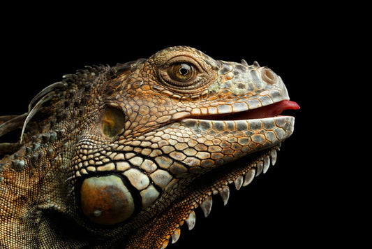 Iguana lick