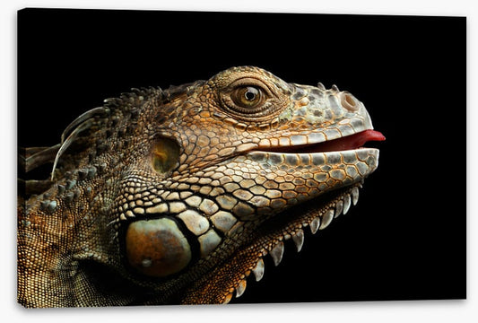 Iguana lick