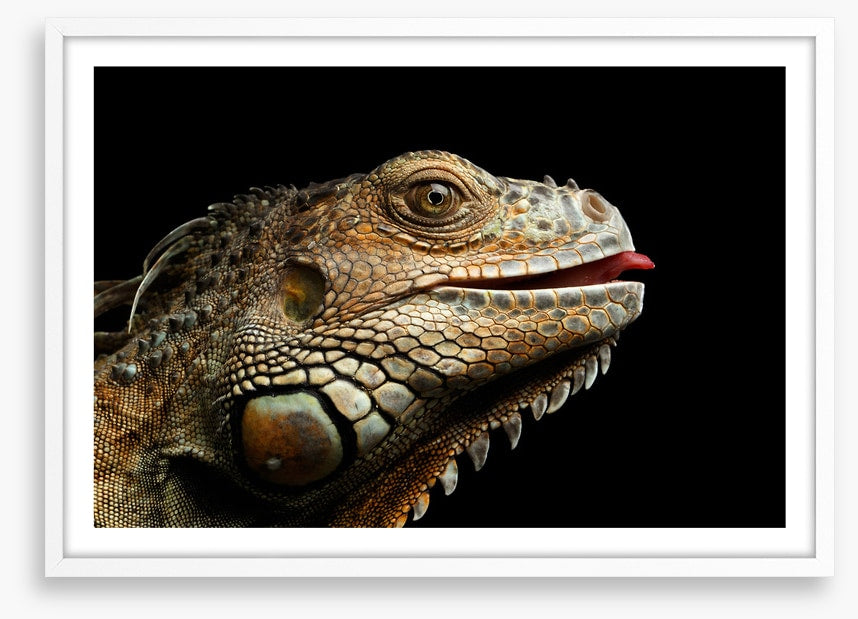 Iguana lick