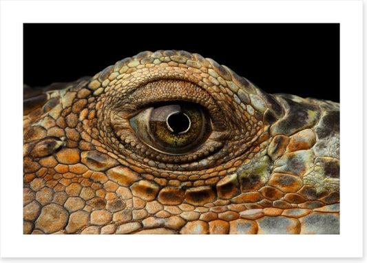 Reptiles